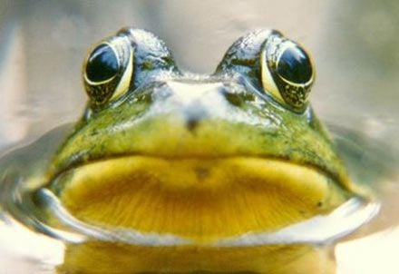A Gyepi béka jellegzetességei