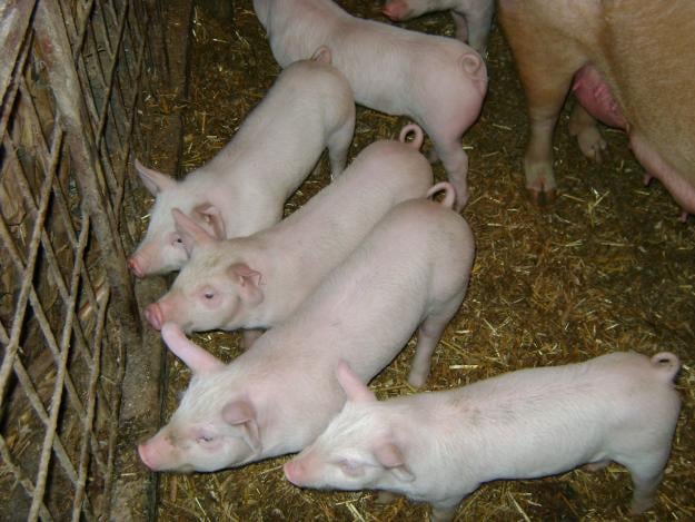 Állategészség védelem: A nyomelemforgalom egyes zavarai