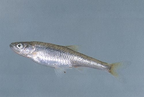 A Görög és a Spanyol cselle