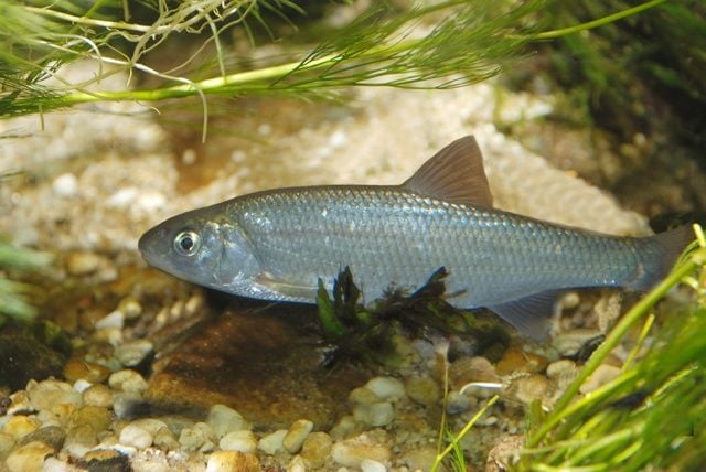 A Nyúl és a Doni domolykó