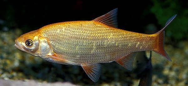 A Jász és a Mocsári cselle