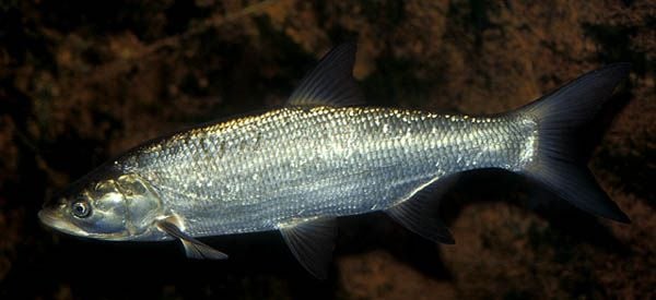 A Balin és a Compó