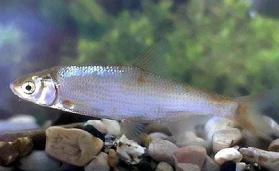 Az Olasz és a Vésettajkú paduc