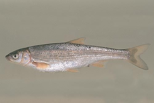 A Kaukázusi és az Ibériai paduc