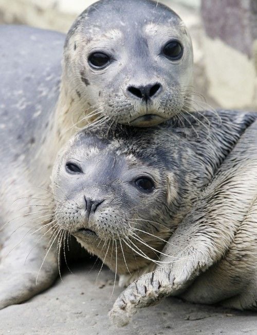 Párválasztás szerelem alapján