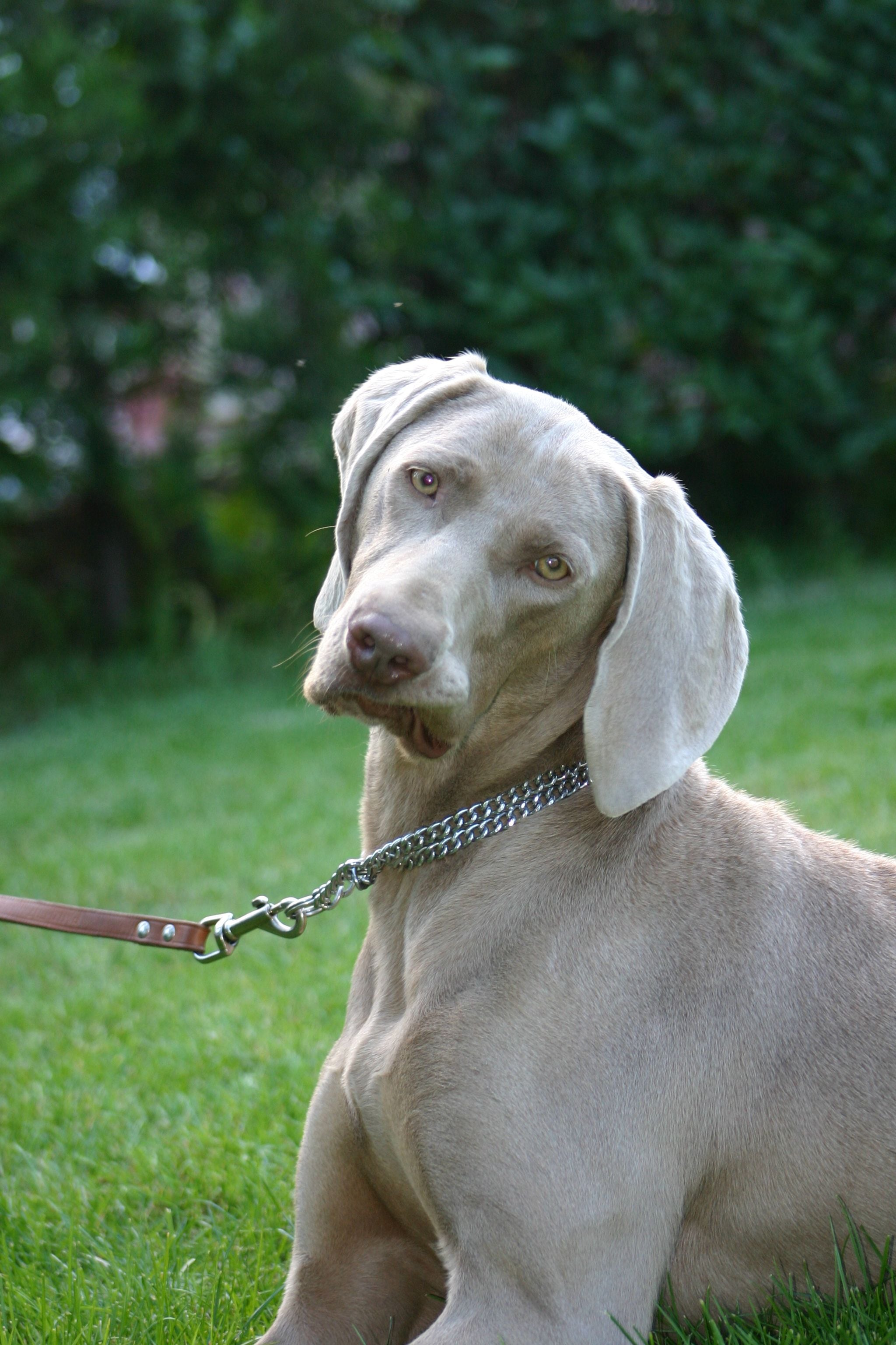 Weimari vizsla