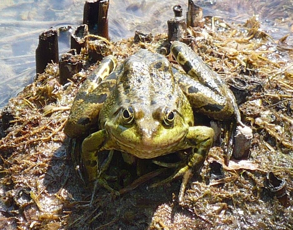 A Kis tavibéka elterjedése