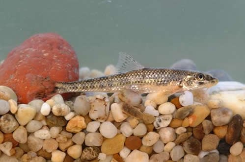 A Kassler és a Felpillantó küllő