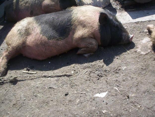 Állategészség védelem: Az emésztőszervek betegségei