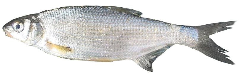 A Szilvaorrú keszeg és a Garda