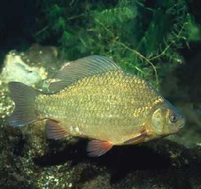 Az Ezüstkárász és a Ponty