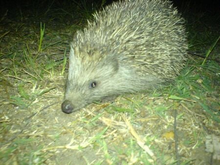 Egyéniség és házasság : a „sündisznó dilemma”