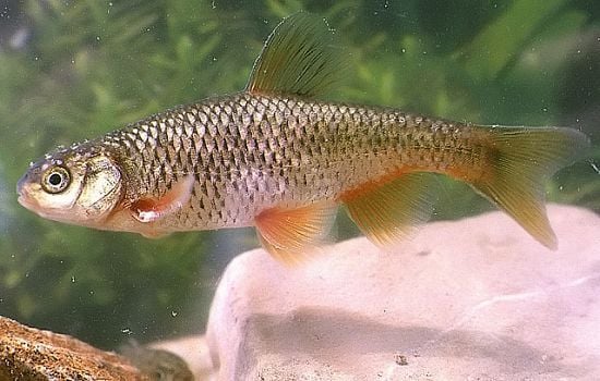 Az Olasz és a Nagypikkelyű koncér