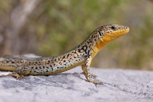 A Fiumei és a Tirrén faligyík