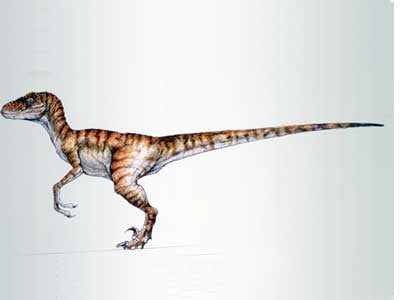 A velociraptor
