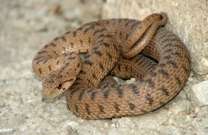 Az Ázsiai haragossikló és az Ibériai rézsikló