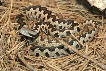 A Fitosorrú és a Hegyi vipera