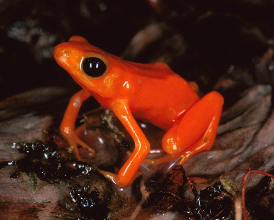 Kétéltűek (Amphibia) és hüllők (Reptilia)