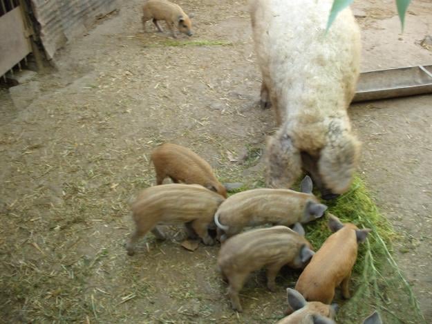 Állategészség védelem: Az előgyomrok heveny felfúvódása(meteorismus acuta proventriculorum)
