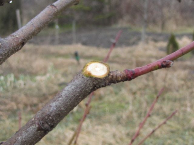 Az őszibarack metszése