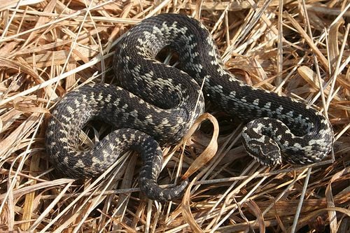 Keresztes vipera Vipera berus táplálkozása