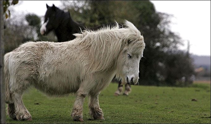 Állategészség védelem: A frontátvonulások kedvezőtlen hatásai