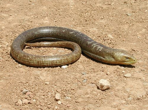 Páncélos seltopuzik Ophisaurus apodus életmódja