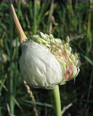 Hogyan segíti elő a fokhagyma a keringési rendszer egészségét?