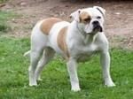 Az Amerikai bulldog általános gondozása és vérmérséklete