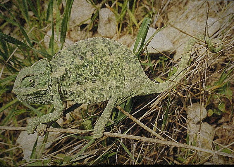 Közönséges kaméleon Chamaeleo chamaeleon jellegzetességei
