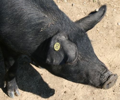 Állategészség védelem: A sebészeti jellegű betegségek megelőzése