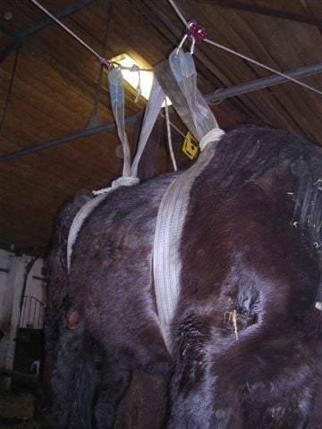 Állategészségvédelem: Az erőnléti állapot (kondíció)