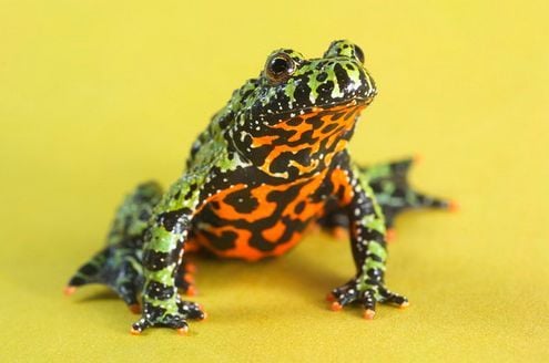 Vöröshasú unka elterjedése és élőhelye