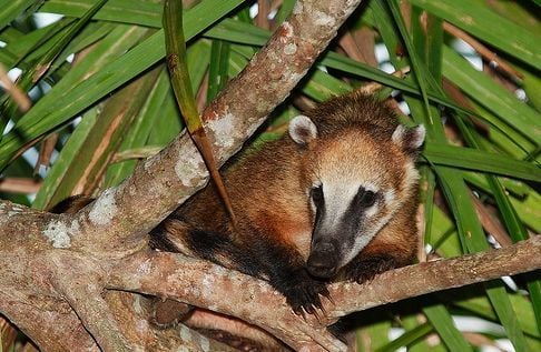Az ormányosmedve vagy koáti