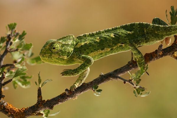 Közönséges kaméleon Chamaeleo chamaeleon életmódja