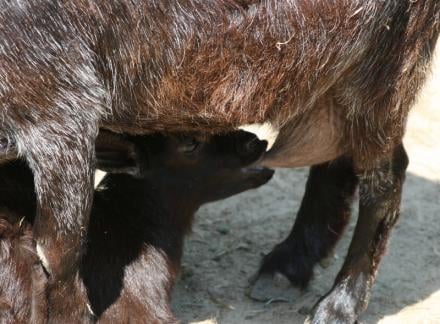 Állategészség védelem: A vemhesség és a fejlődő magzat rendellenességei