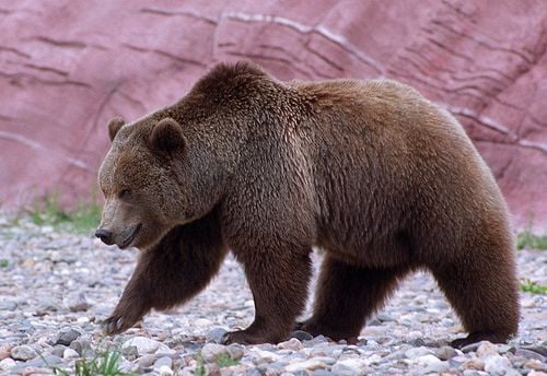 Grizzly