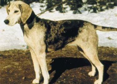 A Drever és a Dunker