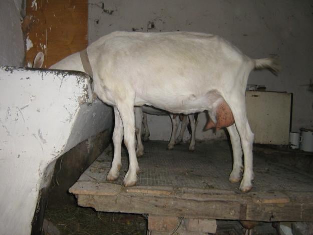 Állategészség védelem: Tőgygyulladások