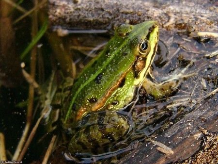 A Kecskebéka jellegzetességei
