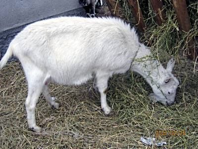 Állategészség védelem: A tőgy mirigyes állományának gyulladása