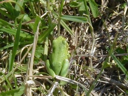 Zöld levelibéka élőhelye