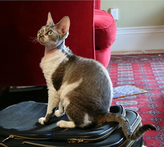 Devon rex a manó