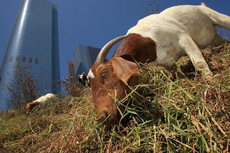 Állategészség védelem: A fertőző betegségek megelőzésének lehetőségei