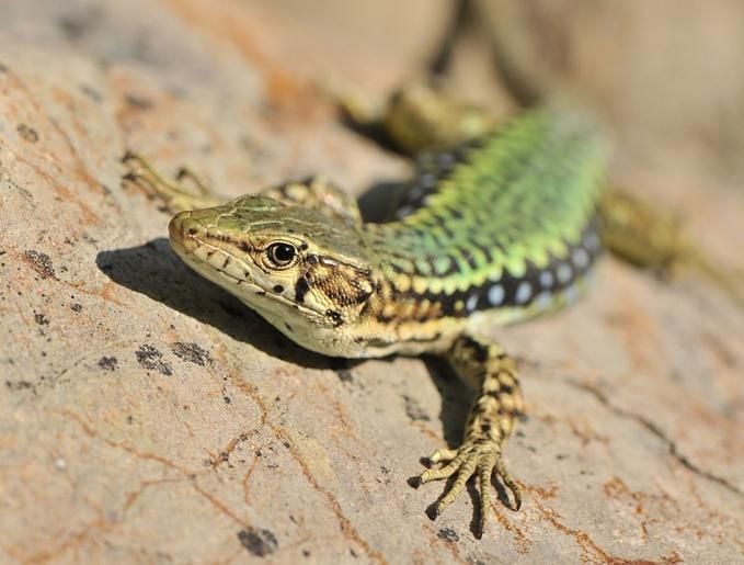 Kaukázusi faligyík Lacerta saxicola