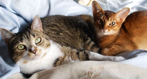 A macska is lehet allergiás