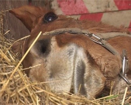 Állategészség védelem: A sejtosztódás zavara