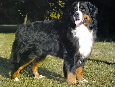 Berni pásztor