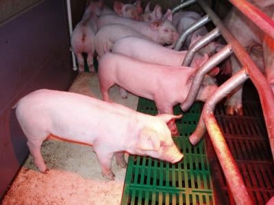 Állategészség védelem: Afrikai sertéspestis