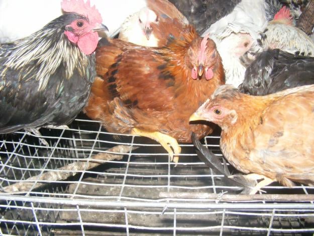 Állategészség védelem: A csirke fertőző bronchitise